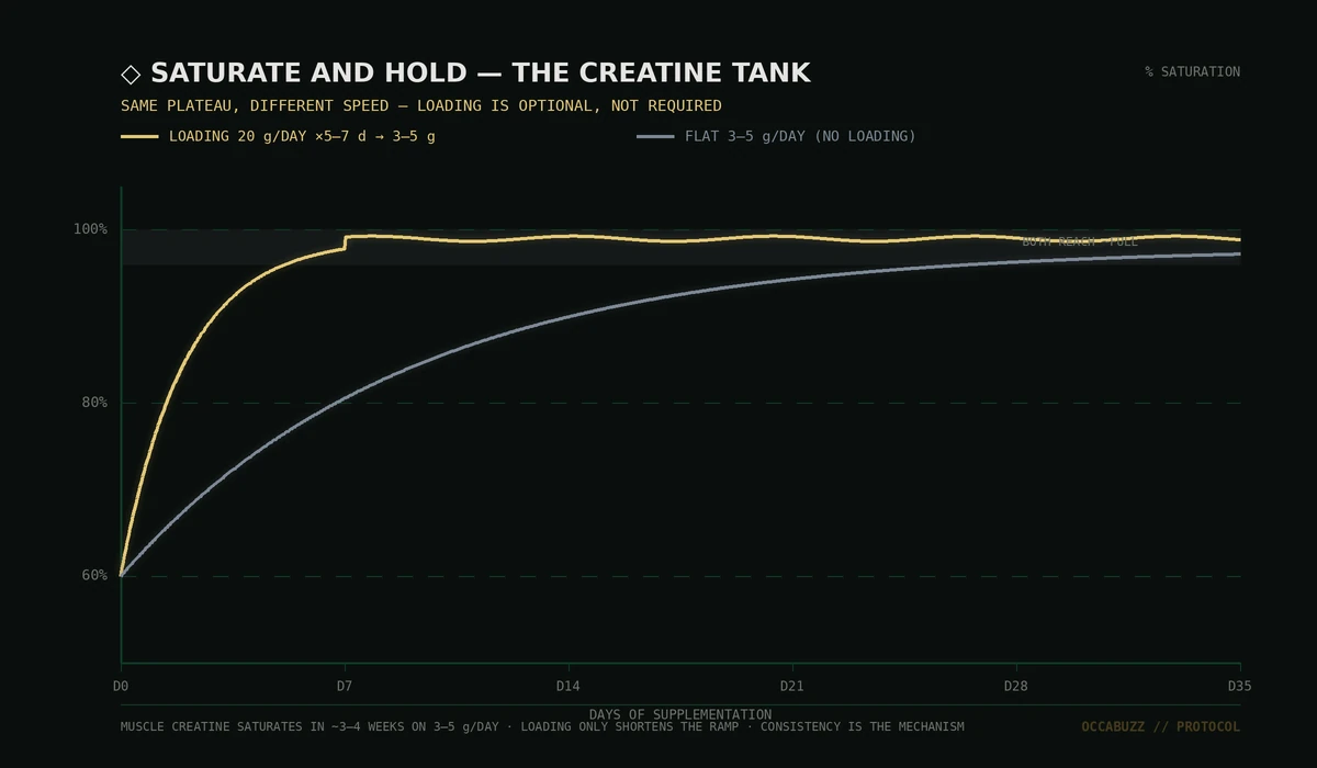 ◇ SATURATE AND HOLD — 3–5 g/DAY FILLS THE TANK IN ~3–4 WEEKS; A LOADING PHASE ONLY GETS THERE FASTER